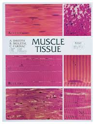 Muscle Tissue Chart Teaching Supplies Classroom Safety