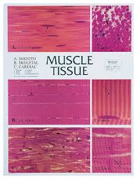 muscle tissue chart teaching supplies classroom safety