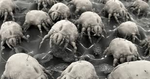 Image result for Dust mite
