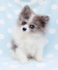 Buy pomsky | teacup pomsky puppies for sale near me in mn, ny. The Pomsky A Triple A Crossbreed Adorable Active And Adaptable K9 Web