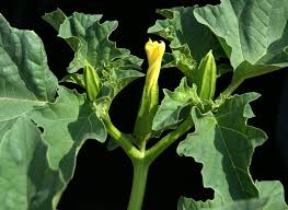 Image result for Datura ferox