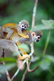 Pin On Animals Wildlife