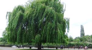 Willows and salix make excellent garden trees. How To Grow Weeping Willow Trees The Complete Guide