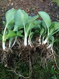 Check spelling or type a new query. How To Thin Divide And Propagate Overgrown Hosta Plants Rhonda S Going To Hack Your Life So Hard