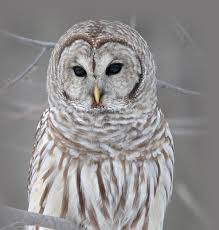 Bird With Orange Beak And Black And White Feathers Wild Owl With Orange Eyes Closeup Animal Beak Bill Bird Claw Eye Feather Feathers Head Hunter Life Orange Owl Nature Otus O Owl Bird Barred Owl