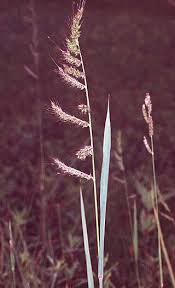 Image result for Echinochloa brevipedicellata