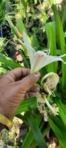 Image result for Crinum verdoorniae
