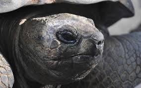Why Are Galapagos Tortoises So Huge Compared To Other Species Of Turtles  And Tortoises? - Quora
