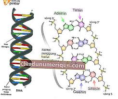 Mengenali Dna Dan Rna Dalam Warisan