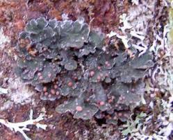 Image result for Eriosema rhynchosioides