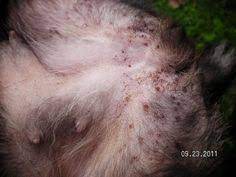 6 Hottest Pictures Of Flea Bites On Dogs In Biological Science Picture Directory Pulpbits Net Fleas Cat Fleas Dogs