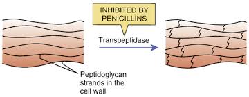 Image result for Extended Spectrum Penicillin