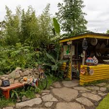 Image result for Solanecio mannii