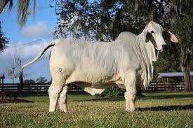 The first secretary, mr jw sartwelle. Polled Brahman Cattle For Sale Buy Red Gray Polled Brahmans Moreno Ranches