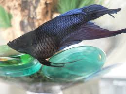 Learn how to treat them and prevent them in the future. 13 Sick Betta Fish Ideas Betta Fish Betta Fish