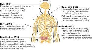 These notebook pages are it really broke the parts of the nervous system that made it really easy for my kids to understand. Central Nervous System Facts For Kids