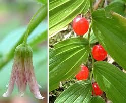 Image result for Streptopetalum