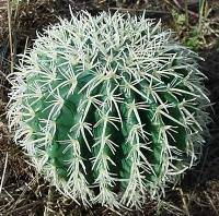 Barrel cacti grow into a squat tubular shape, giving it the appearance of a very spiky ribbed barrel. Blue Planet Biomes Barrel Cactus