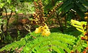 Image result for Peltophorum africanum