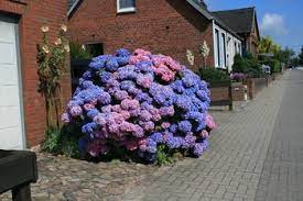 Bei gartenhortensien denkt man schnell an rosa, blaue oder weiße blütenbälle, aber es gibt auch noch ganz andere typen. Hortensien Die Farbexplosion Fur Deinen Garten