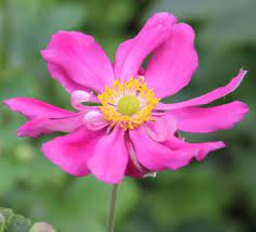Anemone Hupehensis Var Japonica Prinz Heinrich Anemone Plants Planting Flowers