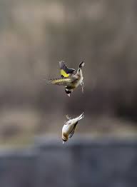 Birds Of A Feather Odyssey Birds Of A Feather Goldfinch Funny Birds Pet Birds
