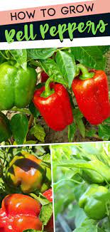 How To Grow Bell Peppers Bell Grow Peppers In 2020 Growing Bell Peppers Stuffed Peppers Stuffed Bell Peppers