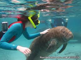 Swimming With Manatees In Florida World Super Travel Swimming With Manatees Manatee Crystal River