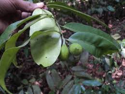 Image result for Hunteria