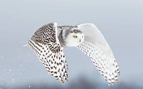 Get the best pretty bird deals for 2020 in your inbox with dealspotr tracker. Secrets Of The Snowy Owl Habitat Adaptations And Other Facts