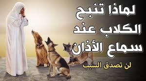 لماذا تنبح الكلاب وتصرخ عند سماع الاذان وهل يرى الكلب الجن ومـ ـوت الإنسان إجابة ستصدمك youtube bunion remedies youtube