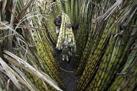 We would like to show you a description here but the site won't allow us. à¤—à¤¨ à¤¨ à¤• à¤°à¤¸ à¤¸ à¤¸ à¤§ à¤¬à¤¨ à¤— à¤à¤¥ à¤¨ à¤² à¤¸à¤°à¤• à¤° à¤¨ à¤¦ à¤¯ à¤†à¤¦ à¤¶ Ethanol Made By Sugarcane Juice Directly