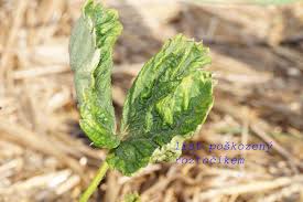 Image result for květopas jahodníkový