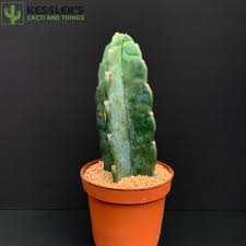 Image result for Cereus jamacaru