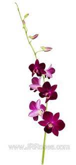 Purple Dendrobium Orchids Jr Roses Wholesale Flowers Dendrobium Orchids Flower Care