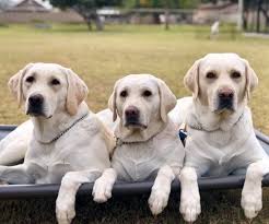 Maybe you would like to learn more about one of these? White Labrador Puppies For Sale My Lab Puppies