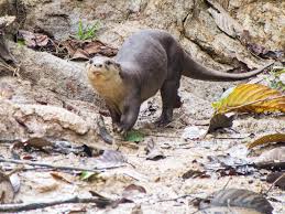 No pets or otter cafés! Smooth Coated Otter Wikipedia