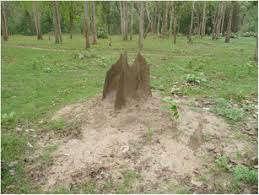 We have been using tim from action pest control for the past nine years. Sustainable Use Of Termite Activity In Agro Ecosystems With Reference To Earthworms A Review Springerlink