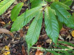 Image result for Uvaria angolensis