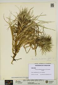 Image result for Cenchrus clandestinus