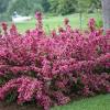 Plus, it is one of the best mosquito repelling plants and can serve as a border or hedge or. 1