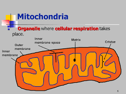 Cellular respiration takes place in mitochondria of the animal cells. Cellular Respiration Ppt Video Online Download