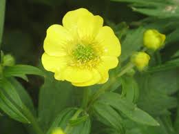 Image result for Ranunculus volkensii