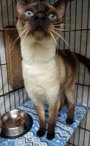 Search for a siamese kitten or cat. Siamese Cat Rescue Center