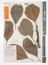 Image result for Uapaca nitida