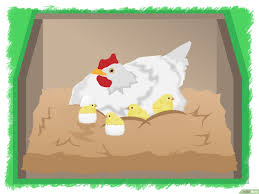 Check spelling or type a new query. 3 Cara Untuk Menetaskan Telur Ayam Wikihow
