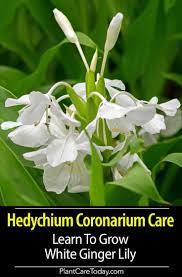 Hedychium Coronarium Info How To Grow White Ginger Lily Ginger Plant Flower Lily Plants Lily Plant Care