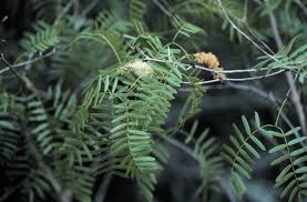 Image result for Prosopis glandulosa