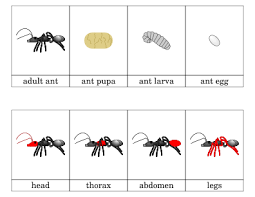Ants Printout Educational Printouts Parents As Teachers Ants