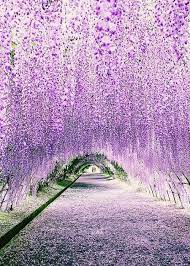 Colour My World Beautiful Nature Wisteria Tunnel Nature Photography